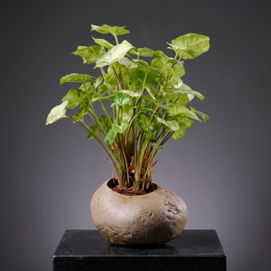 Handmade Stoneware Vase — Boulder - packshot